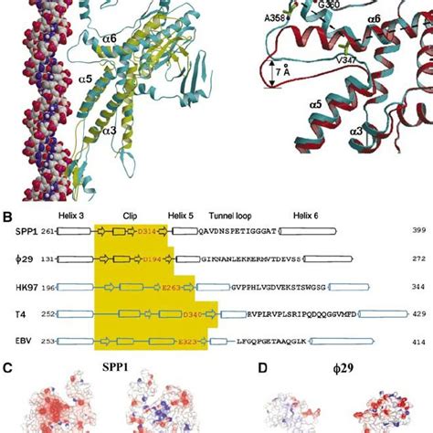 Bacteriophage Spp Assembly Double Stranded Dna Is Translocated Into