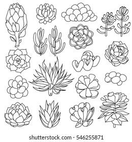 Succulent Cactus Collection Agava Pita Aloe Stock Vector Royalty Free