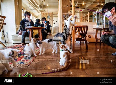 Kitty Cafes In Japan