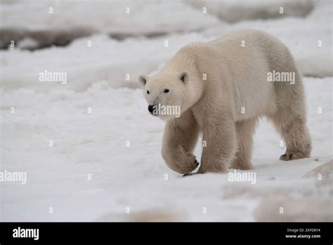 Churchill Polar Bear Stock Photo Alamy
