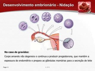 Nidação Inicio Da Gravidez - fecundação, gravidez e início da vida | PDF
