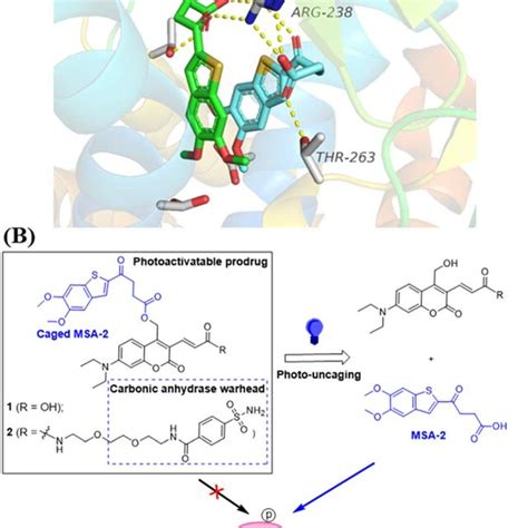 Design Of Photo Activatable STING Agonists A Co Crystal Structure