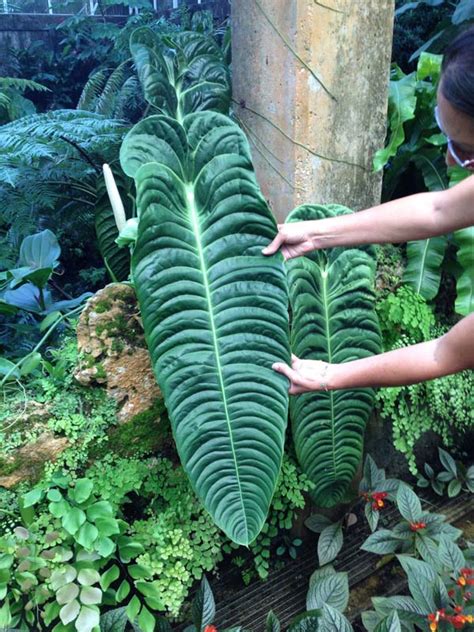 Anthurium Veitchii Wide Leaf Form King Anthurium Pot Gardino