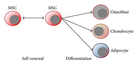 Overview On Self Renewal Or Differentiation Of Stem Cells In Their