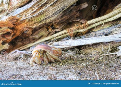 Beautiful Crab Shell Sand Beautiful Wildlife Maldives Stock Photo