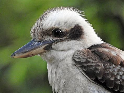 Kookaburra - cheeky laughing bird - Travel Spiced Life