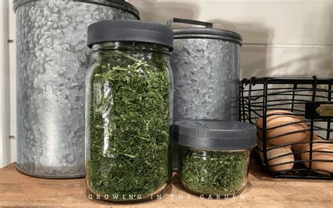 How to Freeze-Dry Herbs: A Step-by-Step Guide - Growing In The Garden