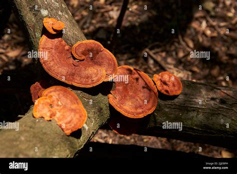 Pycnoporus Sanguineus Known As Shelf Fungus On The Trunk Of A Fallen