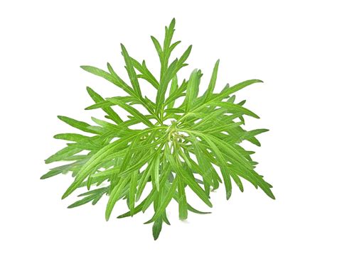 Premium Photo Artemisia Vulgaris L Sweet Wormwood Mugwort Isolated On