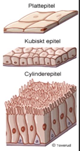 Hud Histologi Flashcards Quizlet