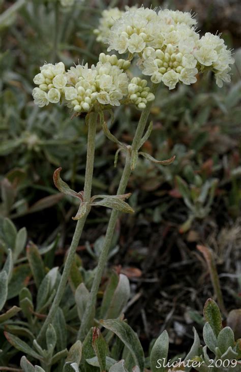 Parsnipflower Buckwheat Parsnip Flower Buckwheat Parsnip Flowered