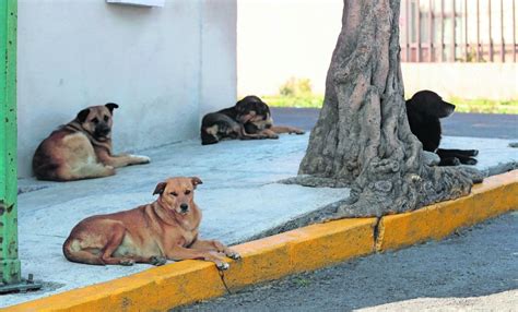 Ven Crisis En El Control De Perros En El Edomex El Universal