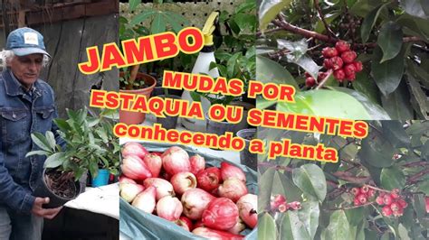 Como Fazer Mudas Do Jambo Sementes Ou Estaquia Youtube