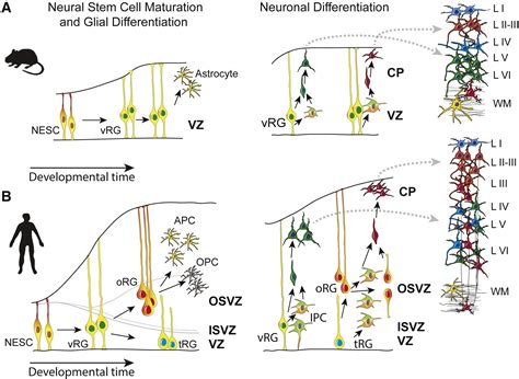 Development And Arealization Of The Cerebral Cortex Neuron