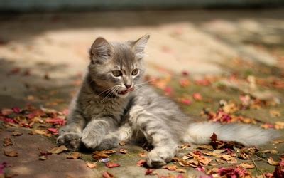 Gray kitten wallpaper - Animal wallpapers - #37433