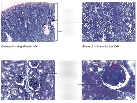 Lab Exam Histology Kidney Diagram Quizlet