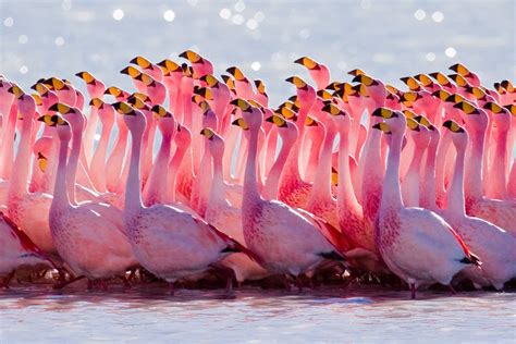 El flamenco más rosa La piedra de Sísifo