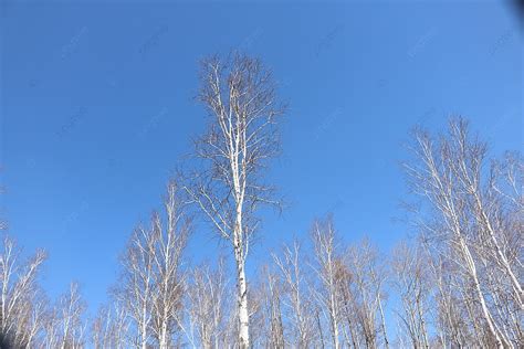 Wild Blue Sky Birch Forest Background Blue Sky Birch Forest Forest