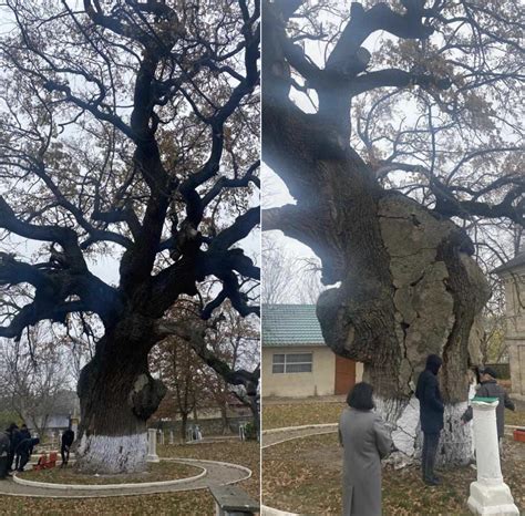 FOTO Cel mai longeviv arbore din Moldova în pericol Ministerul