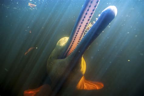 Estas Son Algunas De Las Especies De Agua Dulce Más Amenazadas En