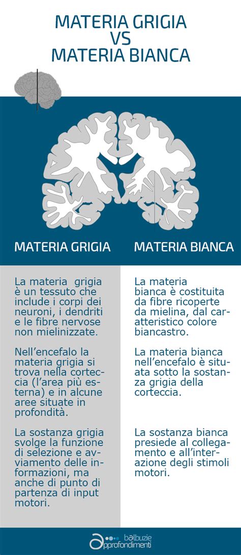 Sostanza Bianca E Sostanza Grigia Righttul