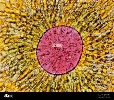Mature Oocyte Coloured Light Micrograph Of A Human Secondary Oocyte