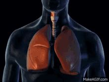 Lungs GIFs | Tenor