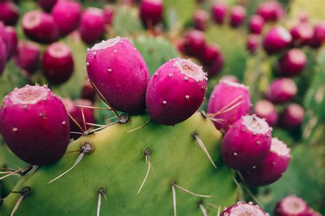 How To Grow Prickly Pear Cactus Gardeners Path