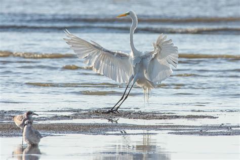 12 Types Of Herons In Florida