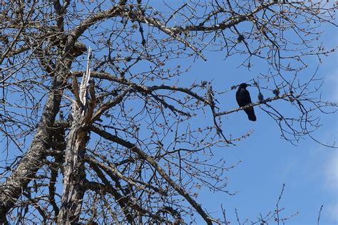 Crow Aesthetic Apple Tree Kahl Defoliated Bird Black Hd