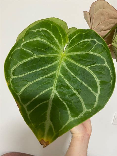 Rare Anthurium King Of Spades Hybrid Furniture Home Living