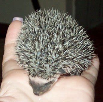 How Big Should a Hedgehog Baby Be When Weaned?