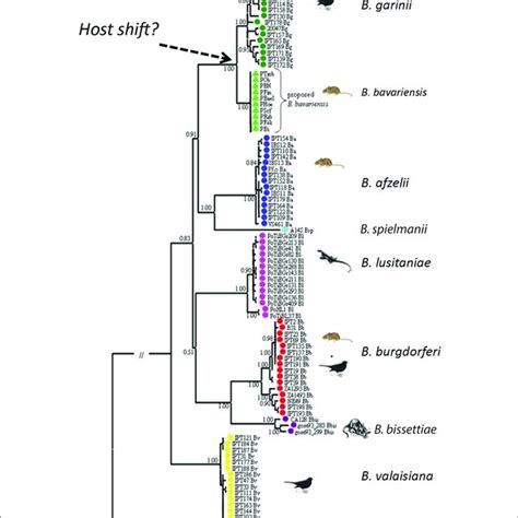 Distribution Of Borrelia Burgdorferi Sensu Lato Genospecies To Date