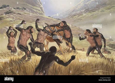 Homo Habilis Tool Hi Res Stock Photography And Images Alamy