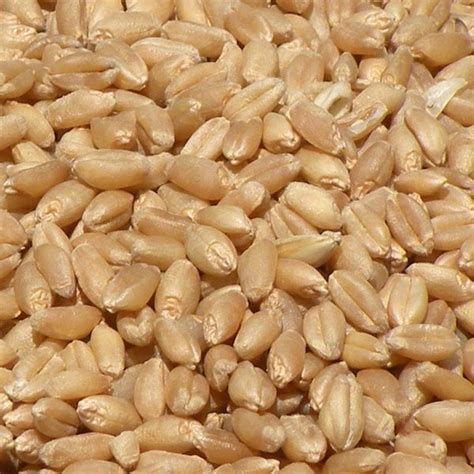 Buy Wheat Seeds From Shriji Trading Ltd Leicestershire United