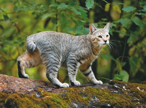 Pixie Bob Cat Breed Information And Facts Pictures Pets Feed