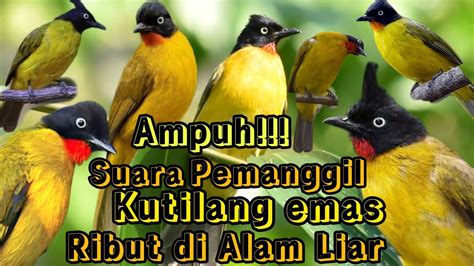 SUARA PIKAT AMPUH BURUNG KUTILANG EMAS RIBUT DI ALAM LIAR AUTO