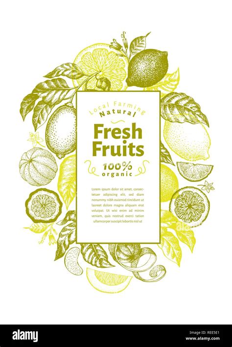 Vintage Citrus Banner Template Lemon Tree Design Hand Drawn Vector Fruit Illustration