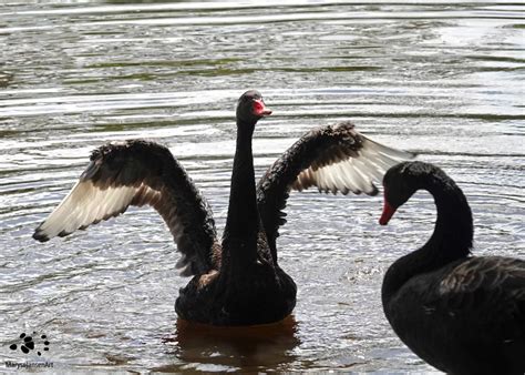 5 Surprising Facts About The Black Swan Marysejansenart