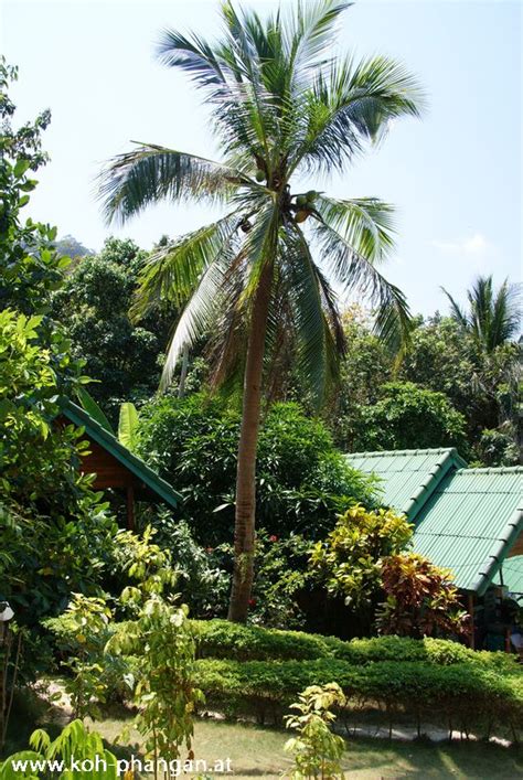 Koh Phangan Coconut Beach And Garden Bungalows Fotogalerie Koh Phangan