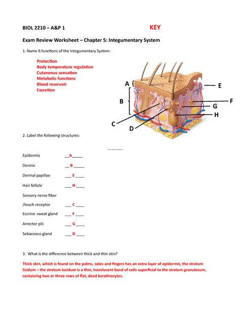 The Integumentary System Worksheet Pdf Worksheets Library