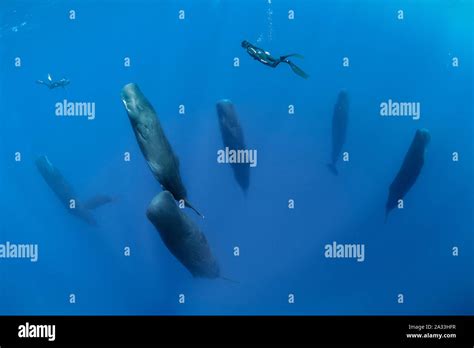 Sperm whales sleeping hi-res stock photography and images - Alamy