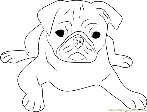 Cute Pug Face Coloring Page Free Dog Coloring Pages