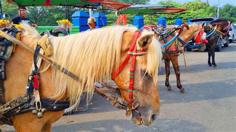 Naik Kuda I Kuda Delman Ondel Ondel Badut Joget Lagu Cicak Cicak Di