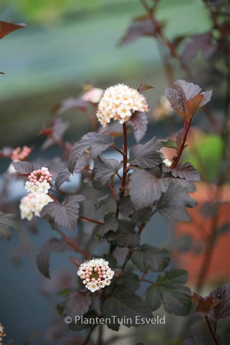 Physocarpus Opulifolius Diabolo Plantentuin Esveld