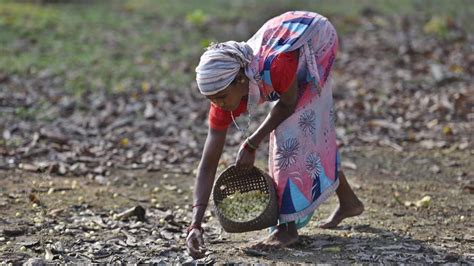 Photos: Making Mahua -- wine from a flower sacred to Chhattisgarh tribes | Hindustan Times