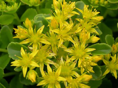 Sedum Kamtschaticum Golden Carpet Phedimus Kamtschaticus Golden