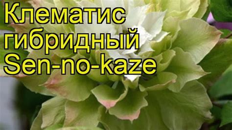 Клематис гибридный Сен-Но-Казе. Краткий обзор, описание характеристик ...