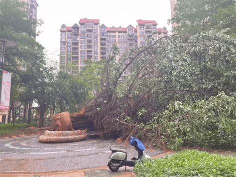 太凶猛！东莞今天刮起12级狂风暴雨！很多树木倒塌、车辆被砸 东江 预警 洪水