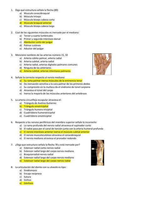 ANATOMIA MMSS ThinkMed UDocz